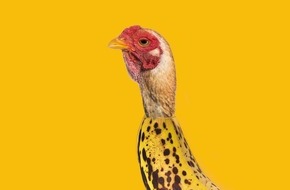 The Whole World is Dancing to "Chicken Banana" / TikTok's New Obsession – And Already One of 2025's Biggest Viral Hits The Whole World is Dancing to "Chicken Banana" / TikTok's New Obsession – And Already One of 2025's Biggest Viral Hits