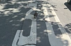 POL-OF: Ordnungsh&uuml;ter retten Entenfamilie: Eigenwillige "Begleitung" des Transports der K&uuml;ken durch die Enten-Mama